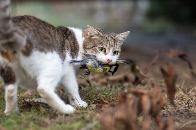 Een verwilderde kat met een vogeltje in zijn bek