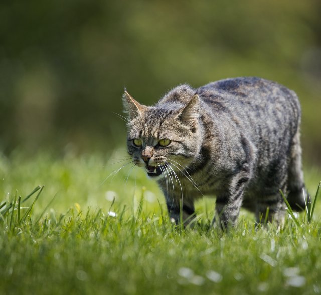 Een kat met een verwilderde blik in de ogen die in het gras loopt