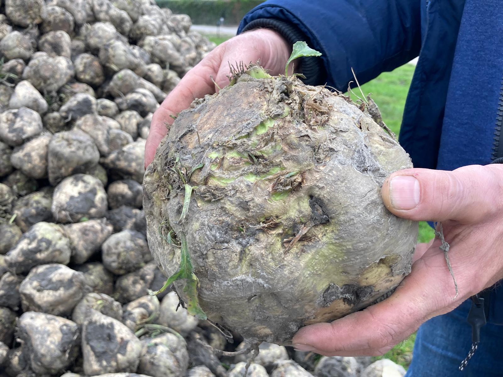 Twee handen hebben een grote suikerbiet beet en op de achtergrond ligt een berg suikerbieten.