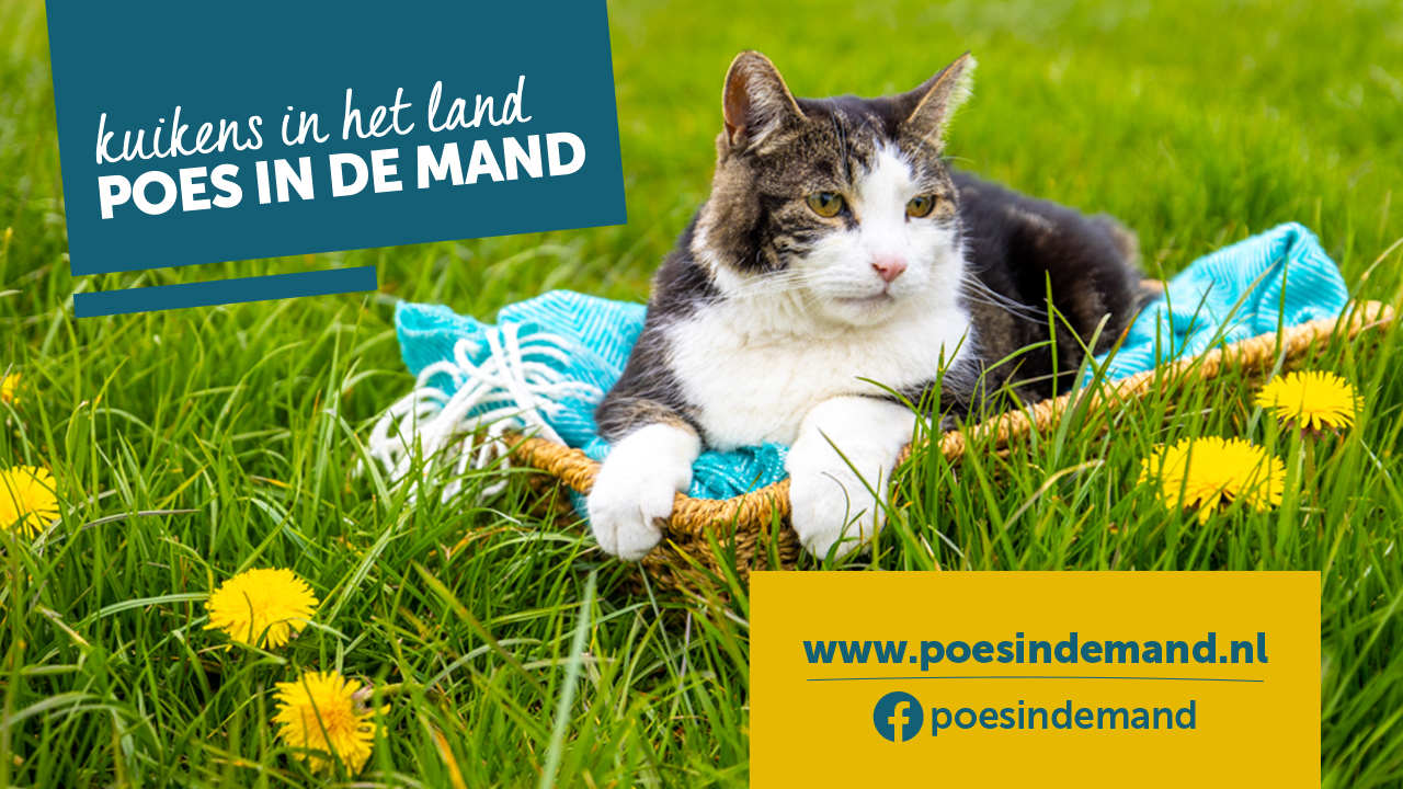 Er ligt een poes in een mand in het weiland waar de volgende tekst bij staat: kuikens in het land, poes in de mand. Ook staat er de link www.poesindemand.nl onder.