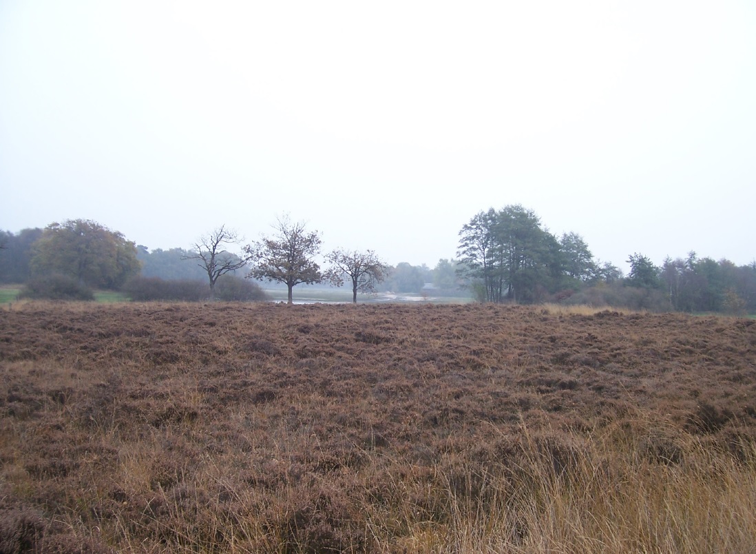 De heide en bomen in Wijnjeterper Schar