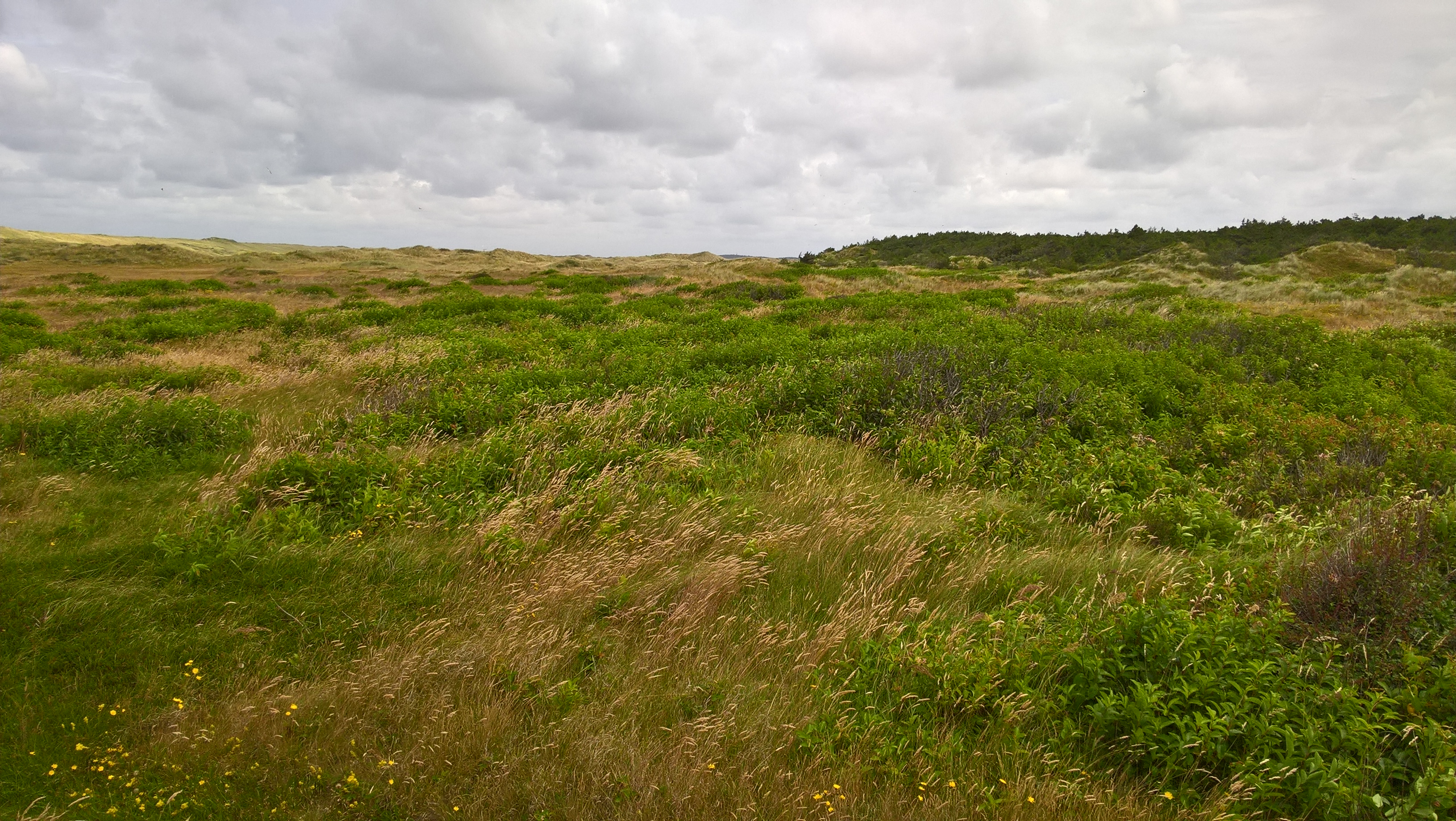 Een grote grasduin met een bewolkte lucht er achter