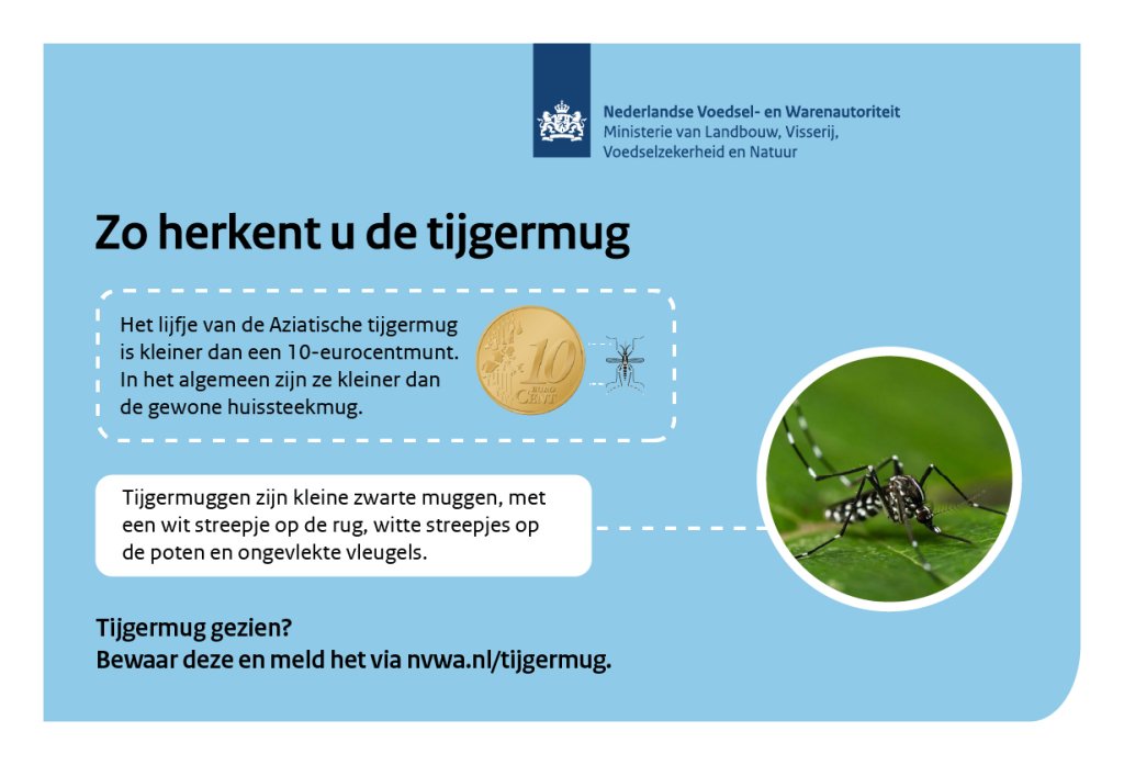 Hoe herken je een tijgemug