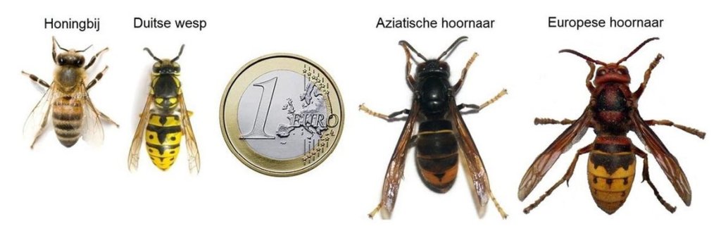 Aziatische hoornaar herkennen