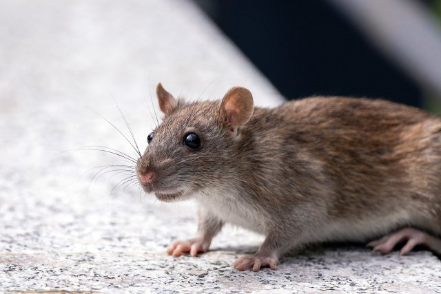 Stockfoto van een bruine rat