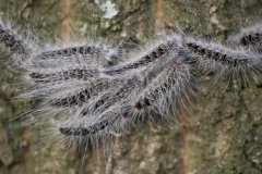 Oak Processionary caterpillars