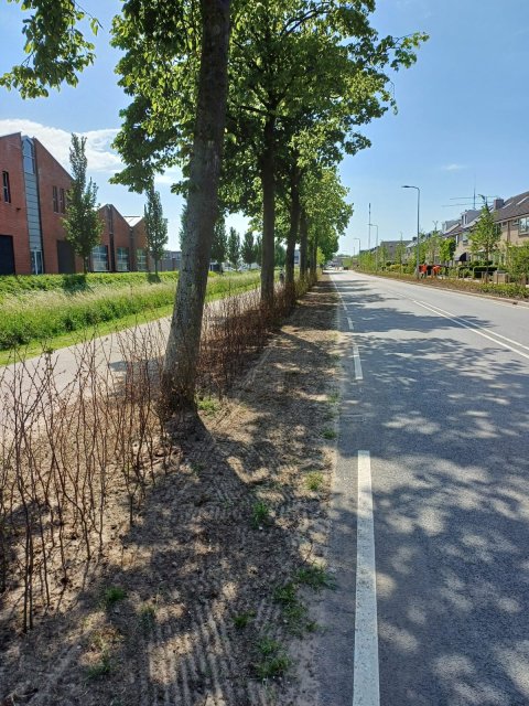 Bomen langs een weg.