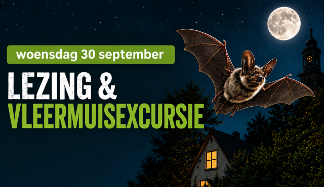 Lezing en vleermuisexcursie Blom Ecologie