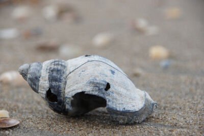 een schelp