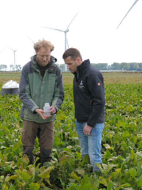 CropMix-onderzoek in de Proeftuin Van Pallandtpolder