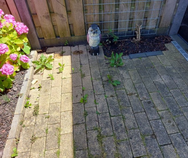 Tuin vergroening