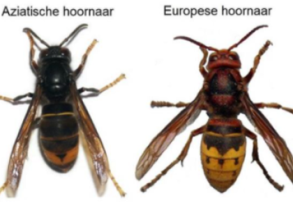 De Aziatische en de Europese hoornaar naast elkaar om de verschillen te laten zien