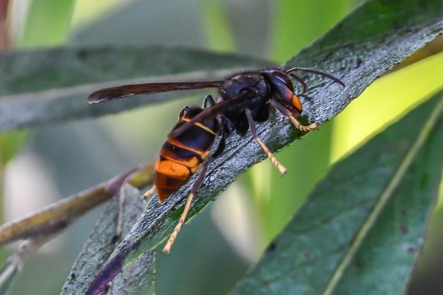 de Aziatische hoornaar
