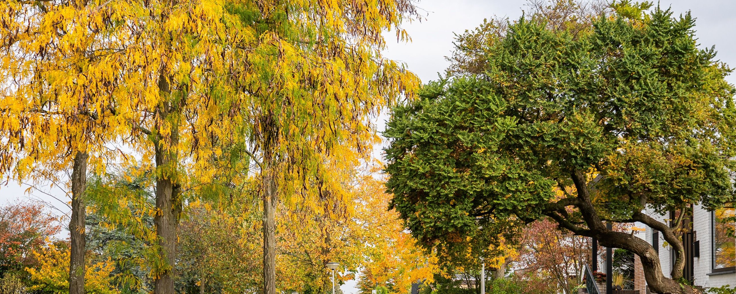 Photo d'un dalpad avec des arbres aux couleurs de l'automne