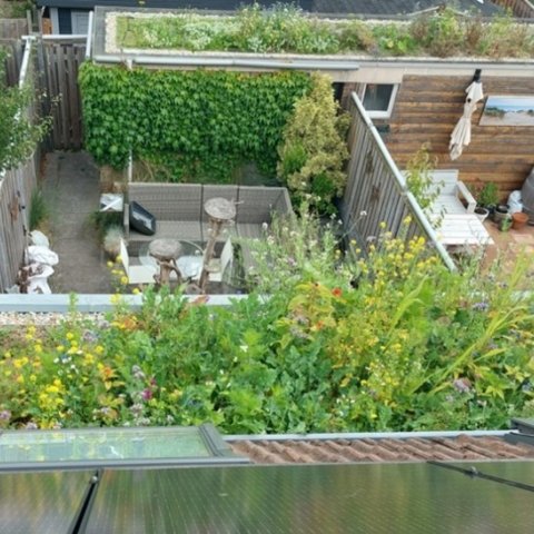 Voorbeeld van een groen dak (Beeld: Dakbloemenweide)