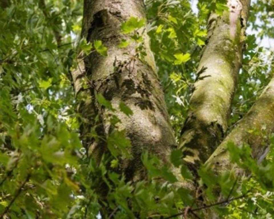 Bomen