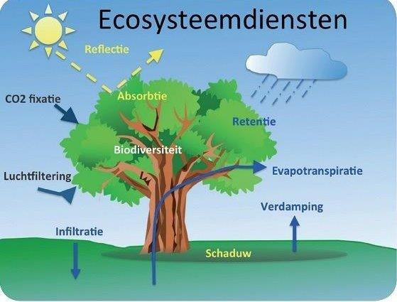 Ecosysteemdiensten