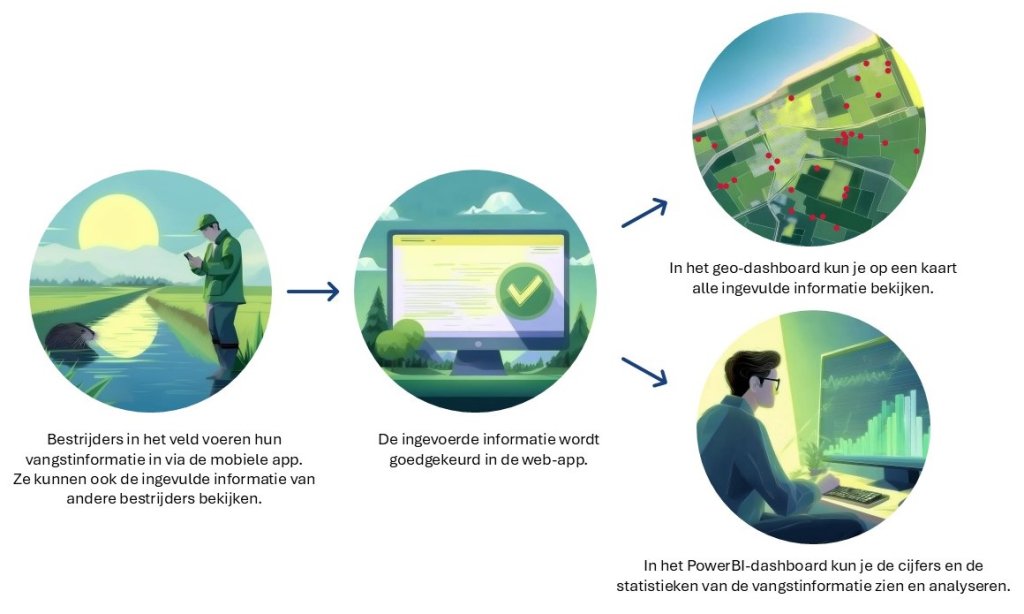 Stap 1: Bestrijders in het veld voeren hun vangstinformatie in via de mobiele app. Ze kunnen ook de ingevulde informatie van andere bestrijders bekijken. Stap 2: De ingevoerde informatie wordt goedgekeurd in de web-app. Stap 3.1: In het geo-dashboard kun je op een kaart alle ingevulde informatie bekijken. Stap 3.2: In het PowerBI-dashboard kun je de cijfers en de statistieken van de vangstinformatie zien en analyseren.