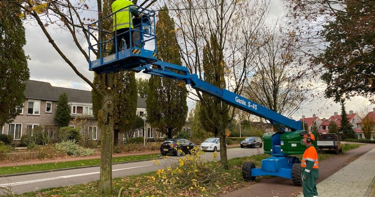 Gezonde En Veilige Bomen | Gemeente Heumen