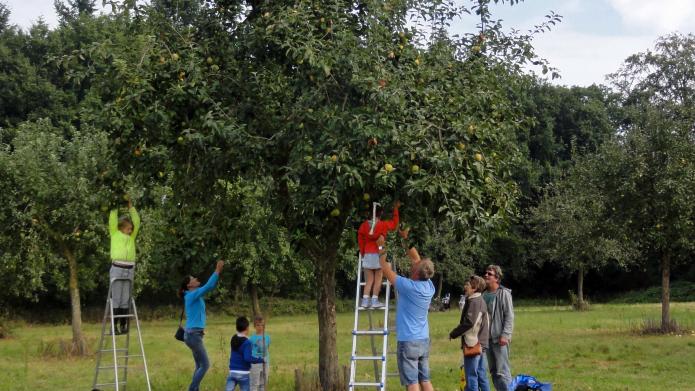 Appelplukkers actief in de boomgaard van de Elshof
