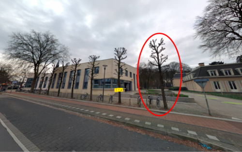 Afbeelding te kappen boom (ter illustratie)
