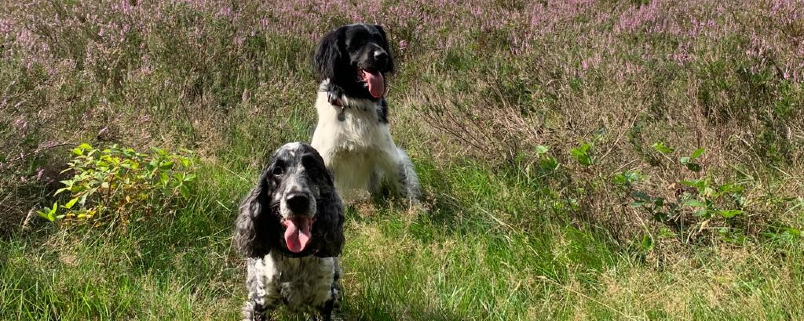 honden op bloeiende heide