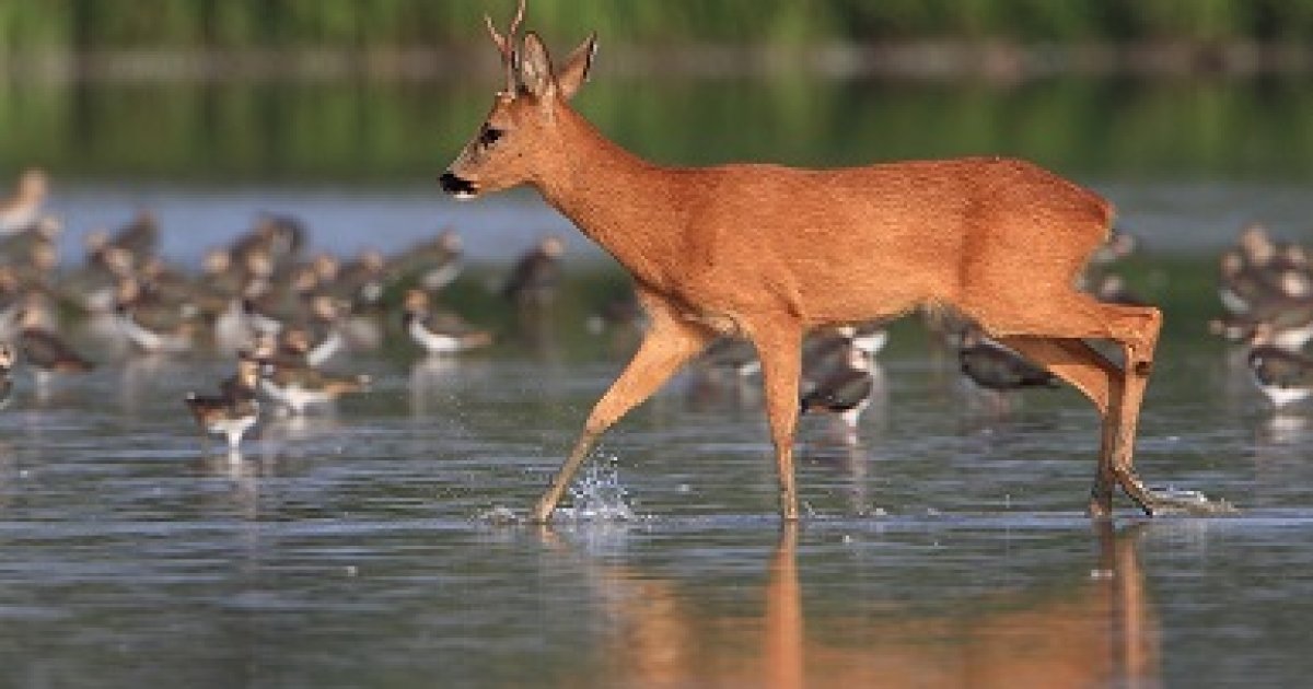 Oog voor dieren: de wintertijd gaat in
