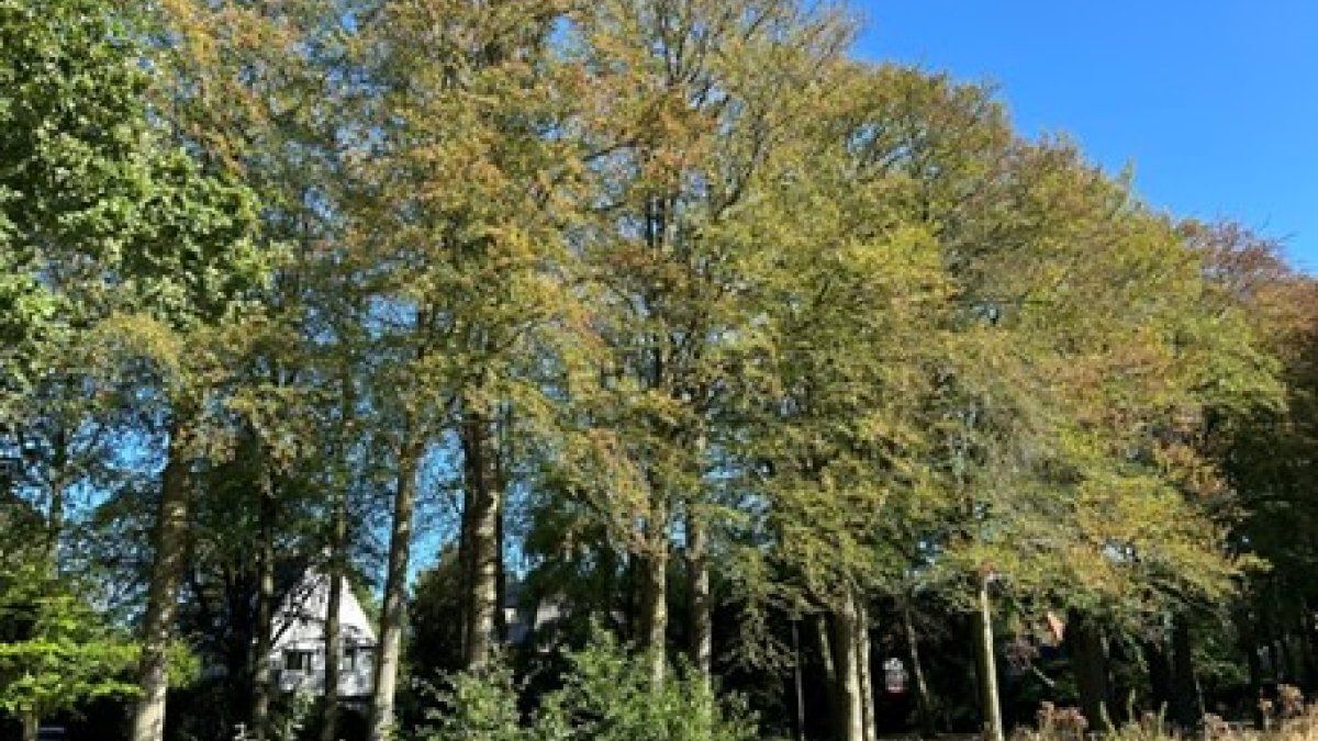 Beuken hebben het nog zwaar door de droogte