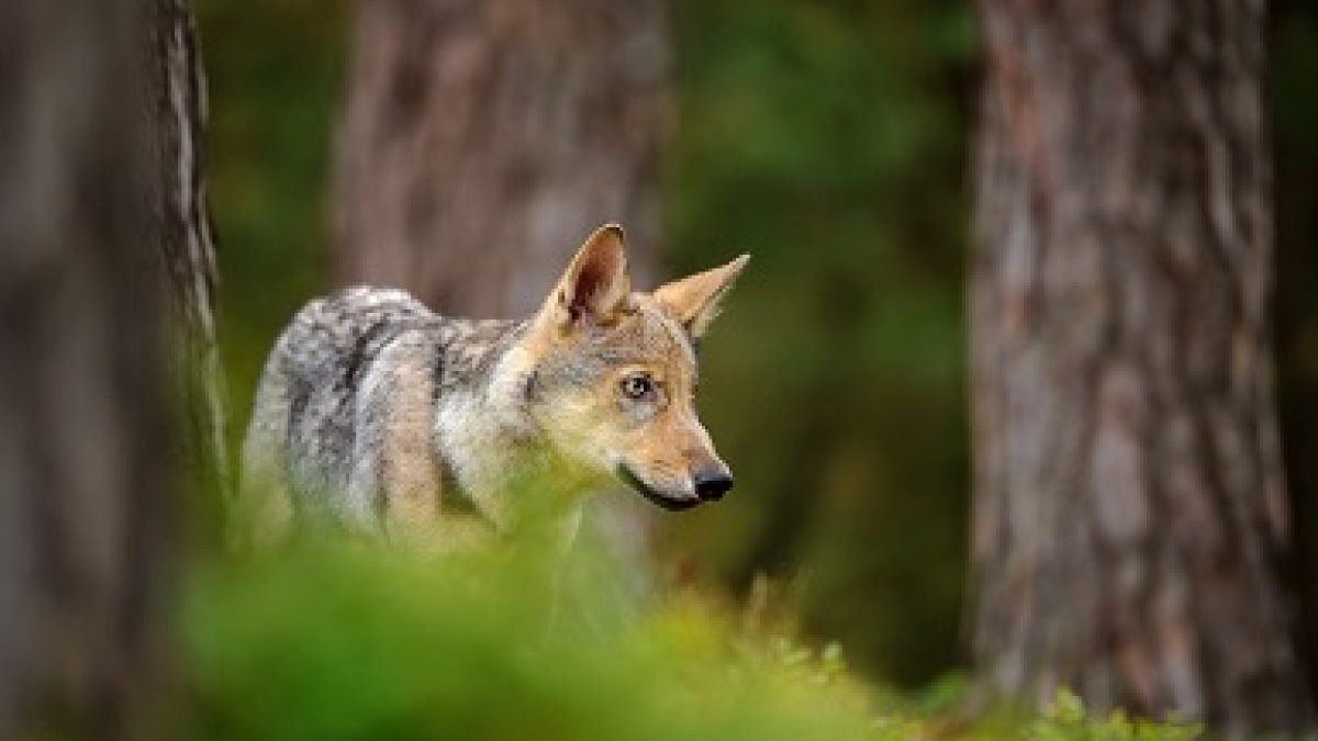 Oog voor dieren: adviezen voor ontmoeting wolf