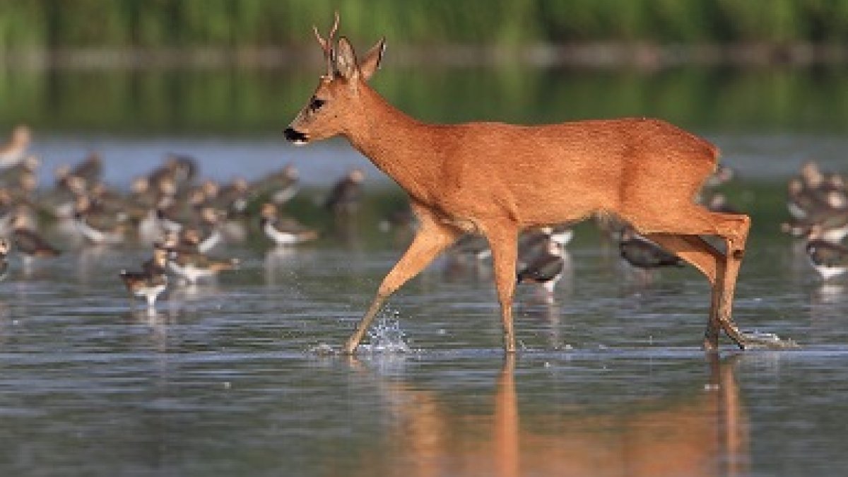 Oog voor dieren: Zomertijd in onze natuur