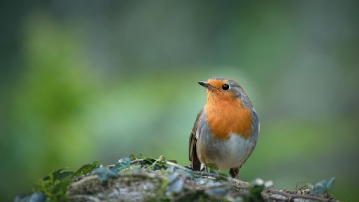 Oog voor dieren: nationale Tuinvogeltelling