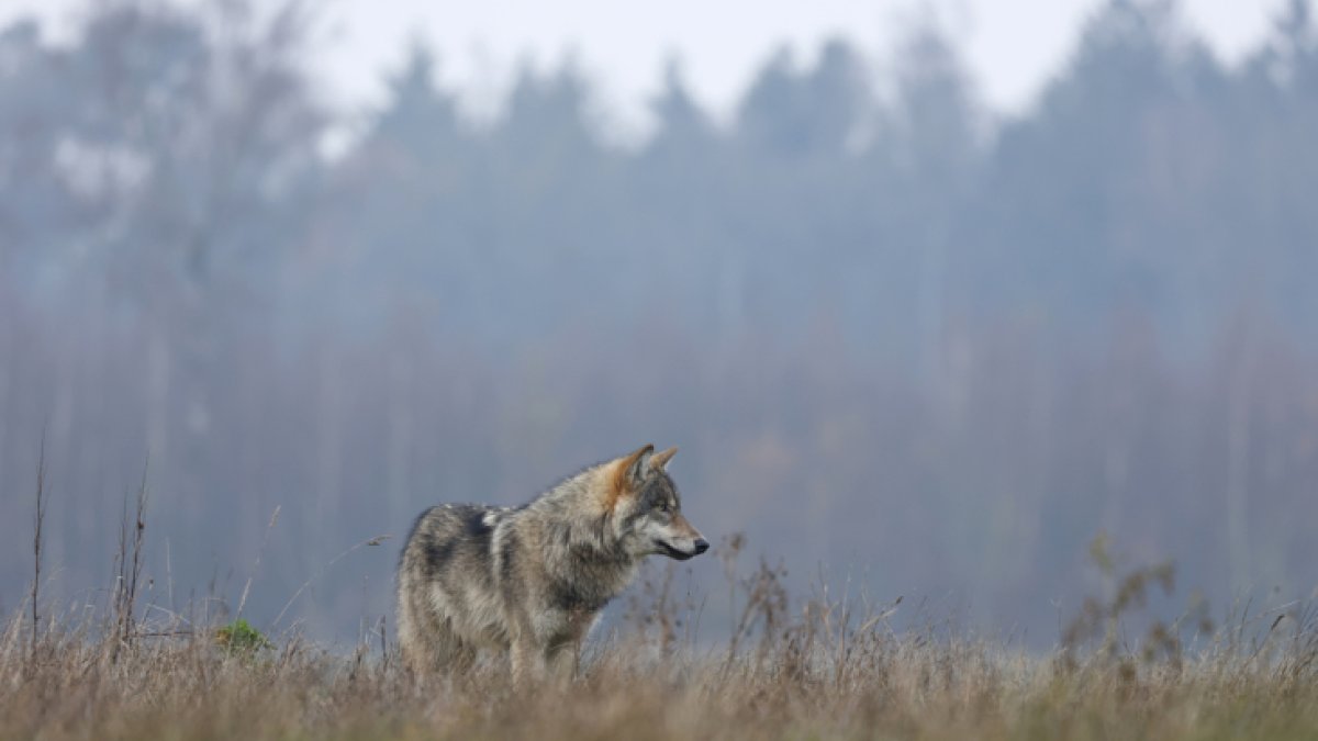 Oog voor dieren: bescherm uw vee