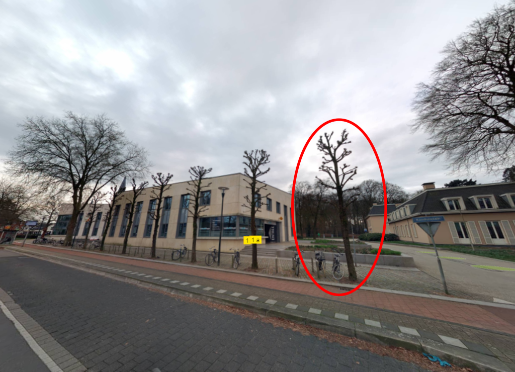 Afbeelding te kappen boom (ter illustratie)