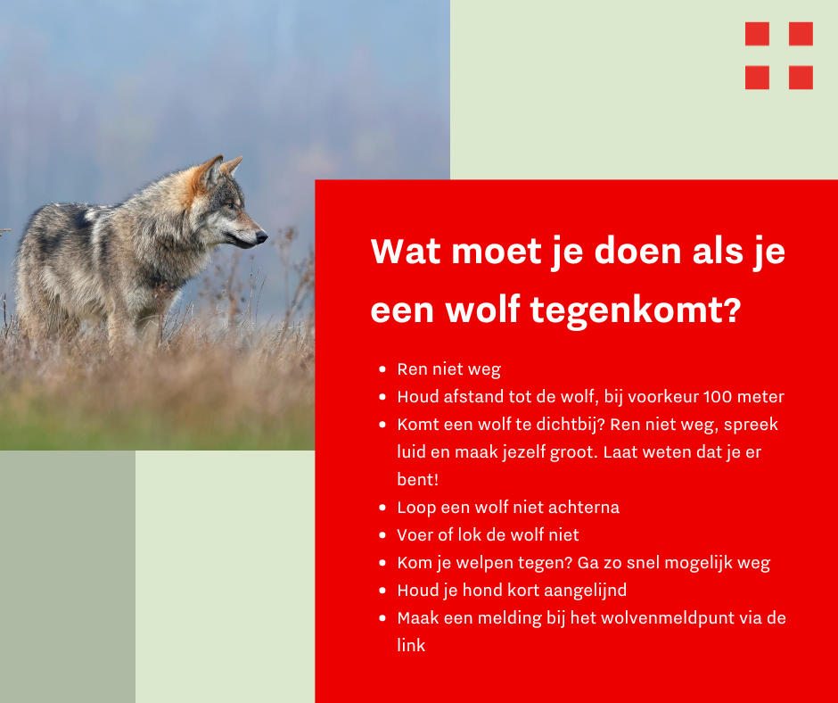 afbeelding wolf met tekst wat je moet doen als je een wolf tegenkomt