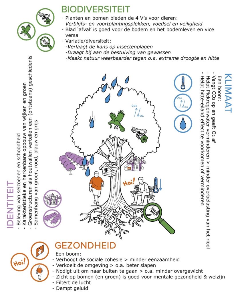 Infographic Bomen zijn van waarde