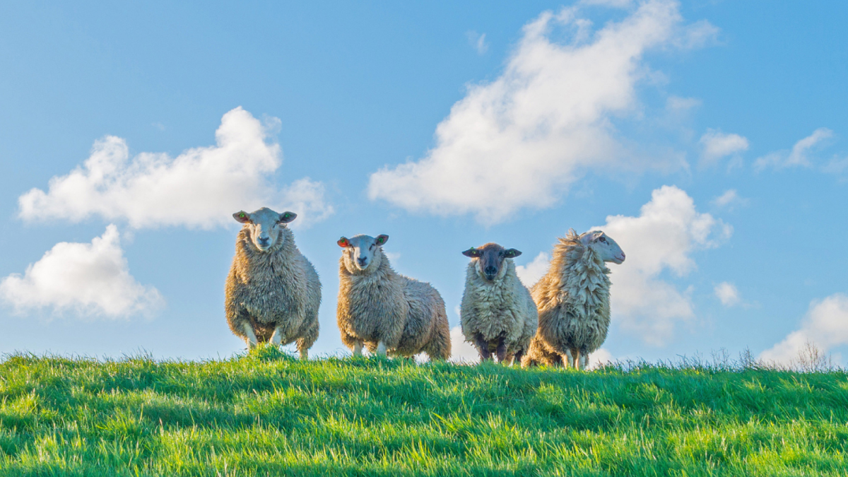 Schapen mogen de dijk weer op langs de Waddenzee