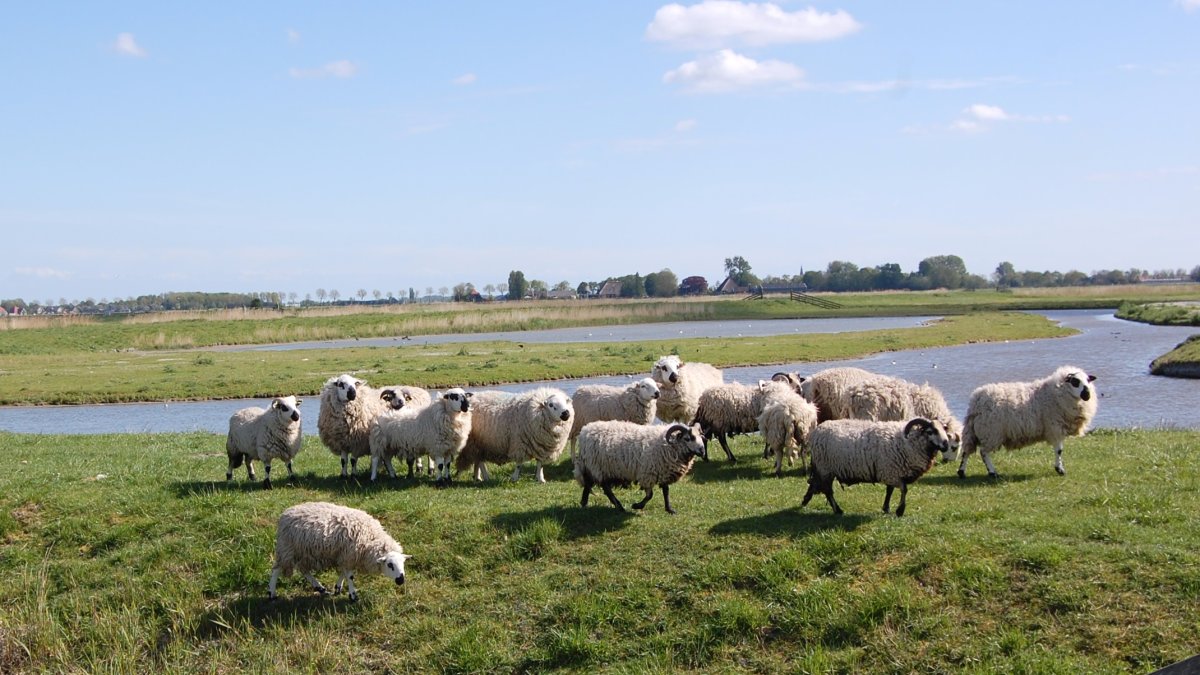 Kolk van Dussen