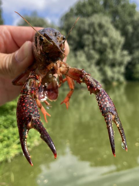 Rode Amerikaanse rivierkreeft. Foto door Wilco de Bruijne