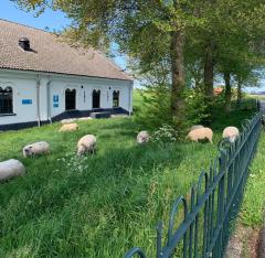 Foto van grazende schapen naast gemaal Purmer Noord. Foto van Margreet  Lenstra