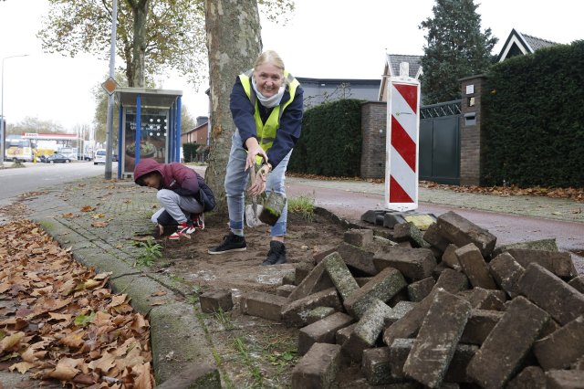 Wethouder Karin van Werven helpt mee met verwijderen van tegels