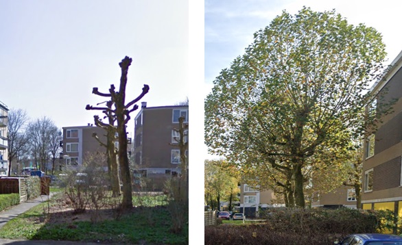 Links een plataan, eerder gekandelaberd. Rechts na zoveel jaar weer aan de beurt
