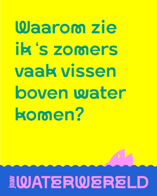 Waarom zie ik in de zomers vaak vissen boven water komen?