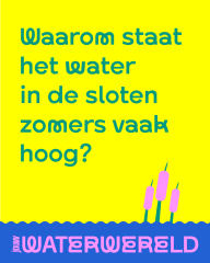 Waarom staat het water in de sloten zomers vaak hoog?