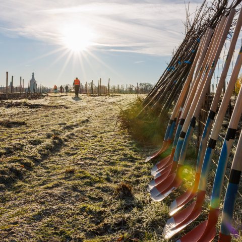 Ein Foto des Lebensbaum-Fuchses vor der Pflanzung mit einer Reihe von Schaufeln im Vordergrund. 