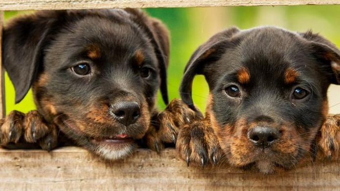 Is uw hond al aangemeld? Met foto van twee schattig ogende zwart-bruine puppy's