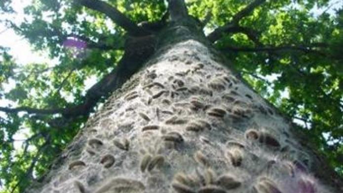 Een stam van een boom vol eikenprocessierupsen is van onderaf gefotografeerd; de rupsen vormen een harig laagje op de stam