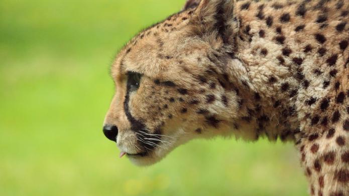Zijaanzicht van een cheeta met groen gras op de achtergrond