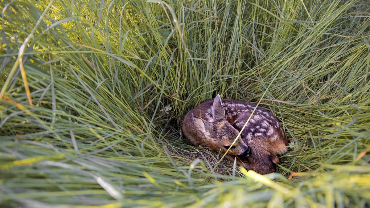 Bescherm de jonge reekalfjes