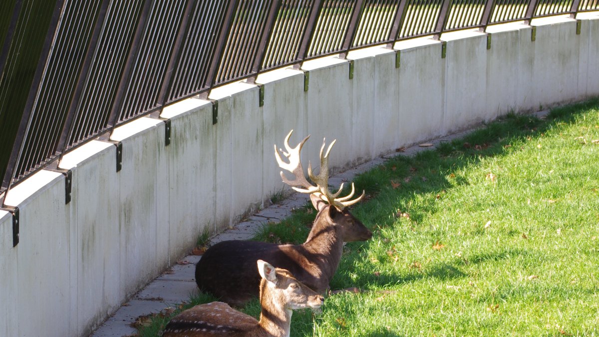 Gemeente treft extra maatregelen tegen overlast in Stadspark
