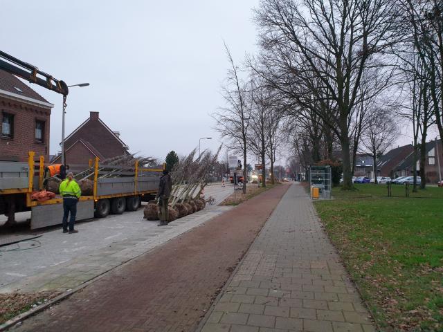 Een afbeelding van het rooien van de bomen aan de Steenwegen